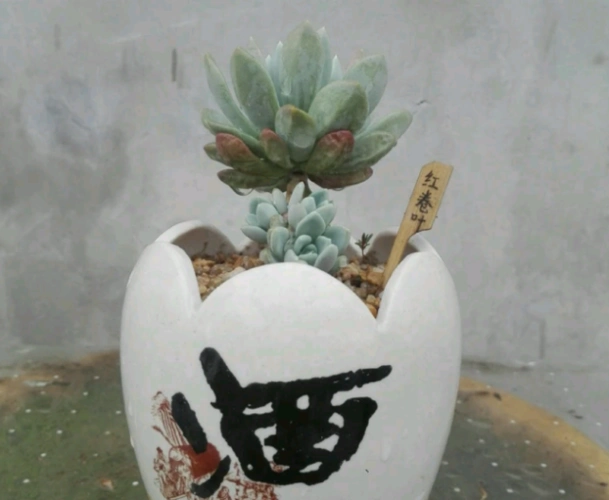 花盆买不起,自己动手做,好看又实用!