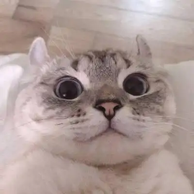 霸气高冷孤独头像猫 相关标签 动物世界霸气图片搞笑图片可爱壁纸猫咪