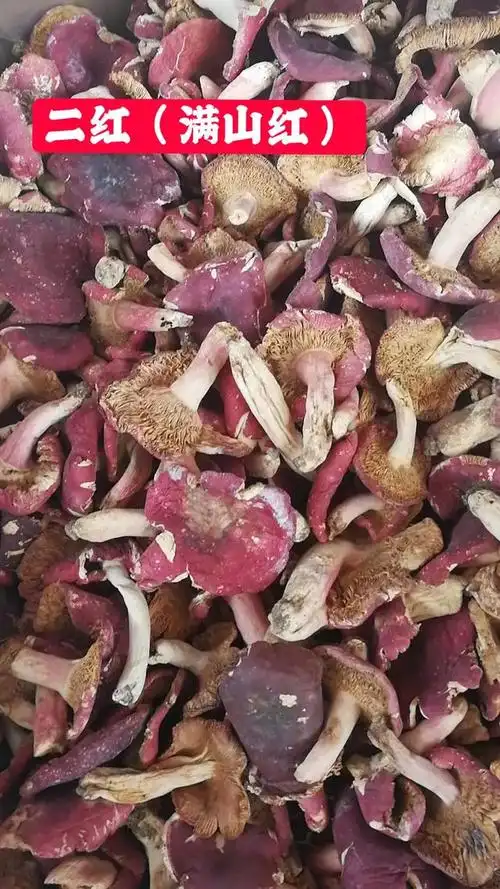 买正红菇又被骗实体店老板教你认正红菇真假和正红菇的正确煮法