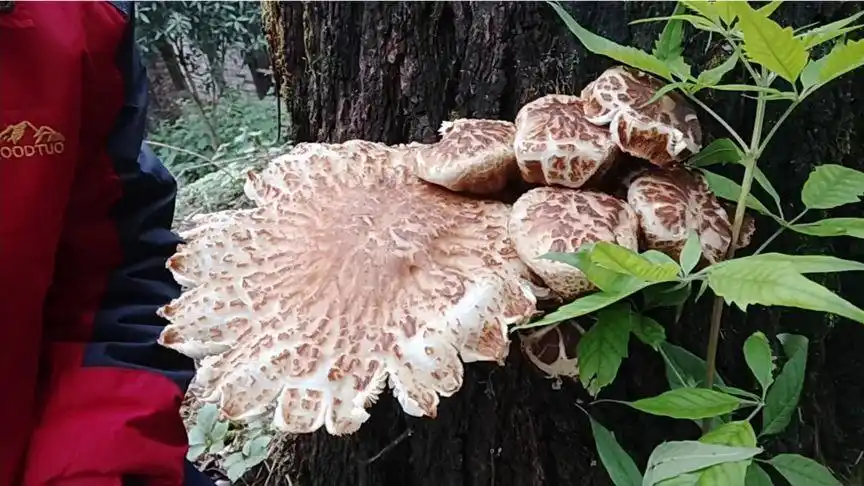 这花菌菇有毒吗?