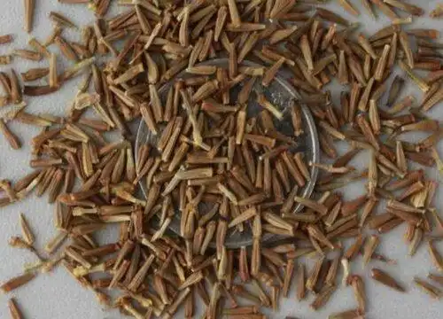 驱蚊草种子种植时间