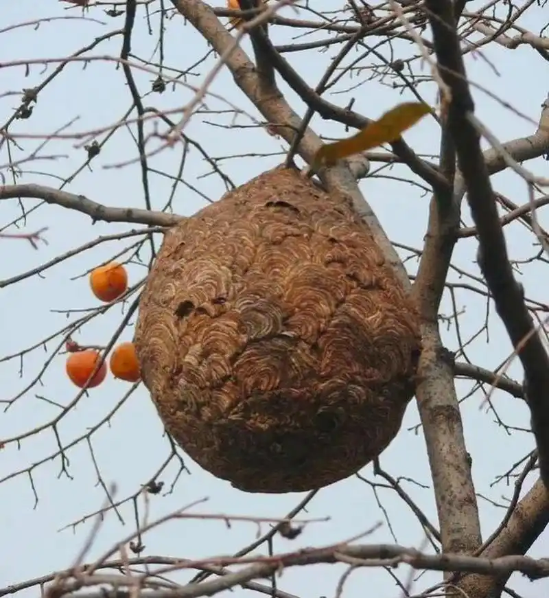 和汤某为了吃野生蜂甬,摘了村口大树上的马蜂窝,导致现场马蜂无家可归