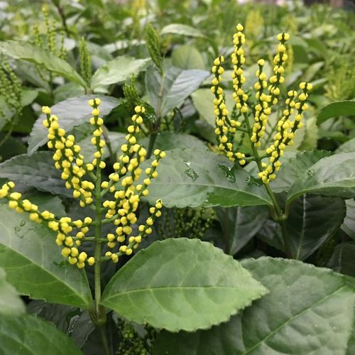 珠兰花 黄花珠兰花苗 阳台室内盆栽金粟兰 鸡爪兰珍珠兰四季常绿