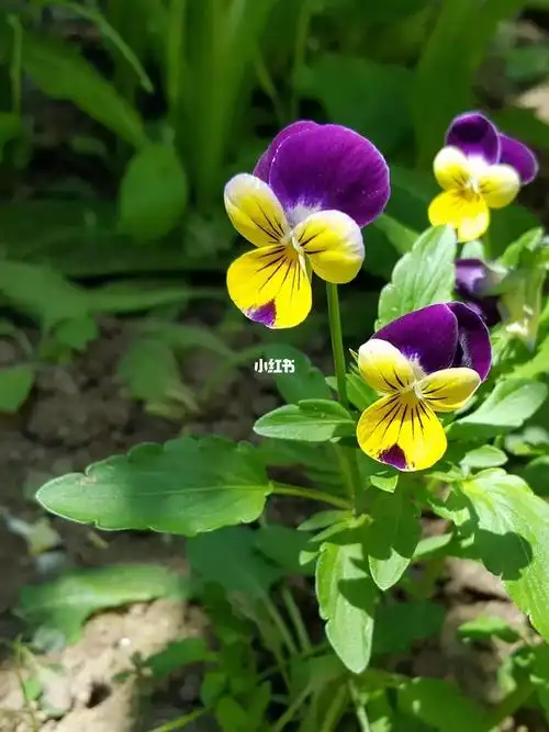 花语故事三色堇