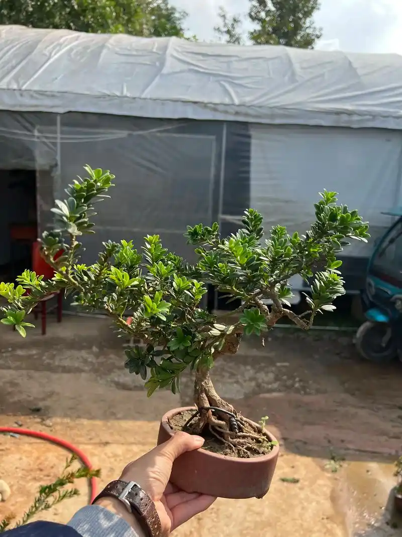 造型罗汉松基地. 罗汉松盆景造型的艺术宗旨就是"因树造型" - 抖音