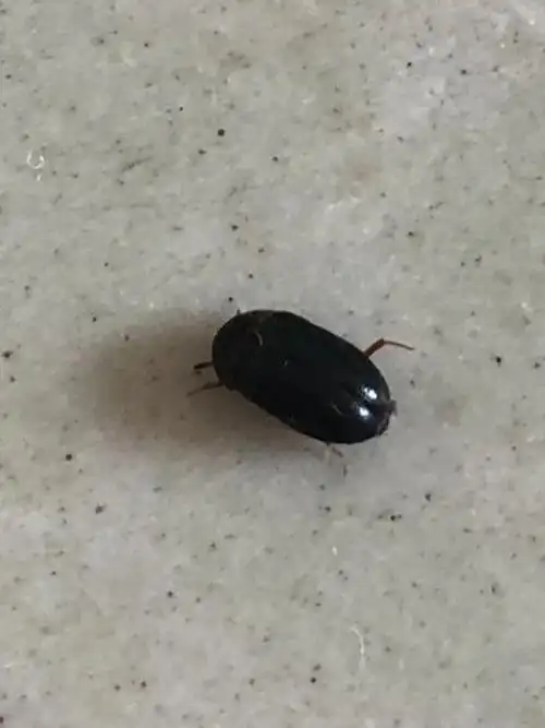 请问这是什么虫子,怎么去除?