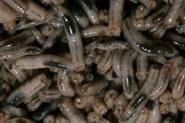 苍蝇的幼虫叫什么