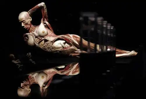 脂肪,然后用硅,环氧树脂等聚合物代替,处理后的标本不再腐化或有异味