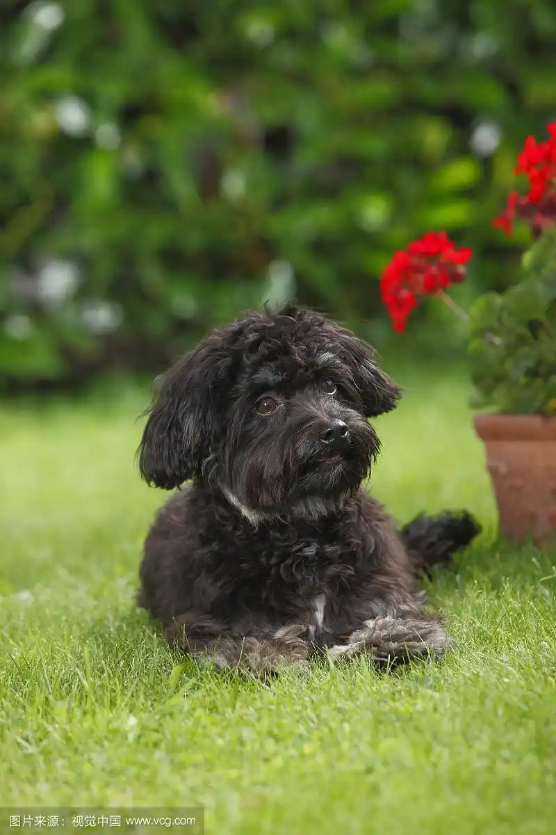 波隆卡·兹维特纳,年轻的雄性,7个月,躺在一个有