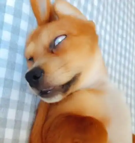 原创狗狗睡觉翻起白眼,这都不算什么,下半身才是亮点!