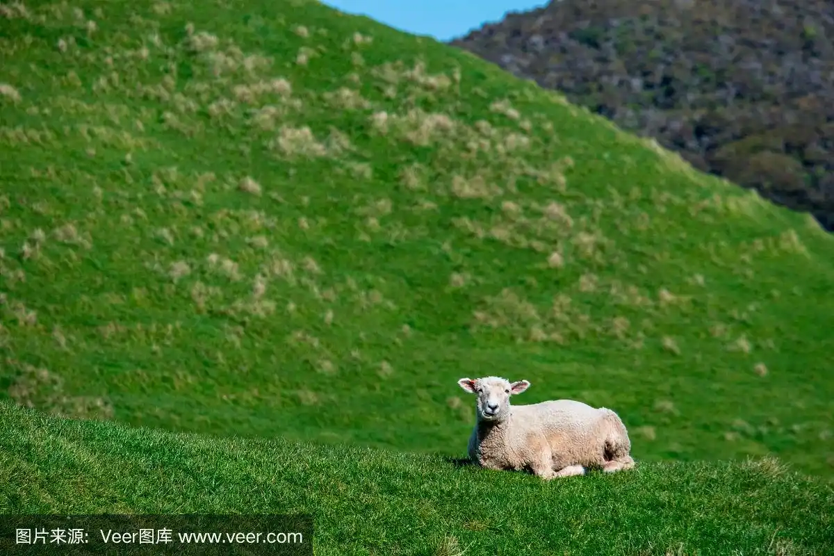 一只羊在绿色的农场上吃草.阳光明媚,阳光明媚.