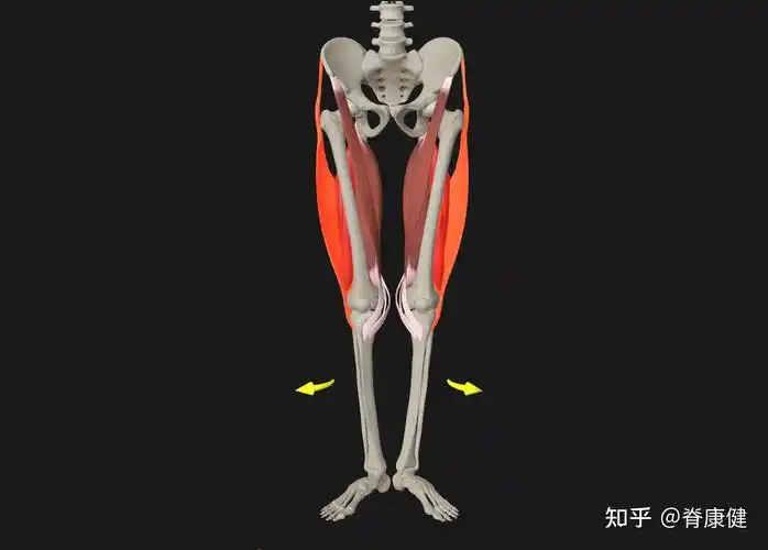 胫骨外旋膝下oo型腿体姿