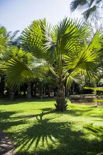 人们称之为"绞杀榕",此树的种子随鸟类或其他动物的粪便粘着在棕榈树