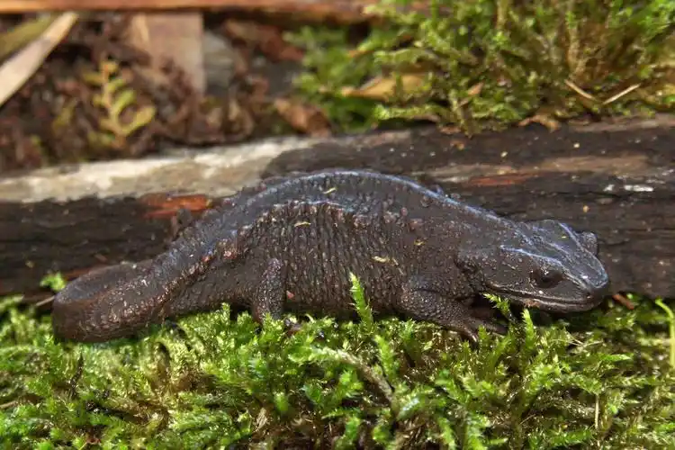 两栖动物有哪些(水陆两栖动物有哪些) - 123生活百科
