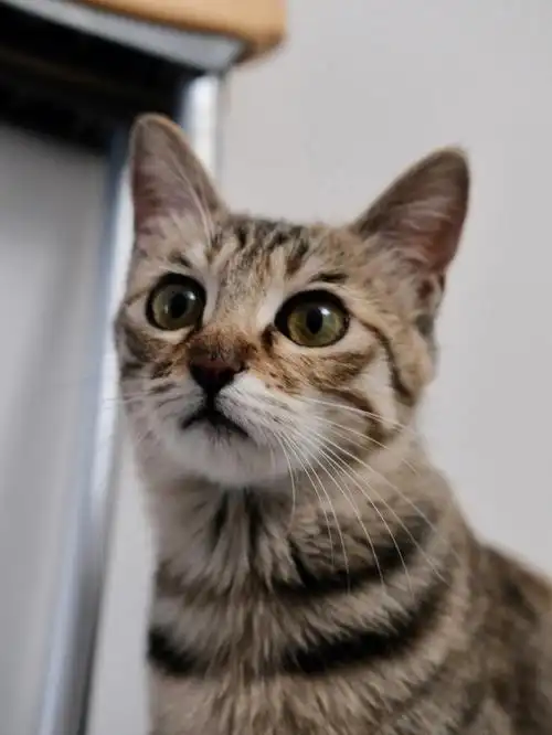 猫咪狸花猫第一眼面相