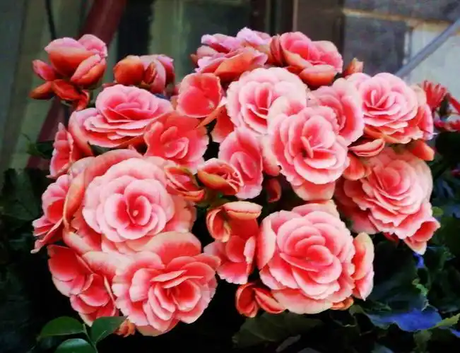 [行行摄摄]海棠玫瑰