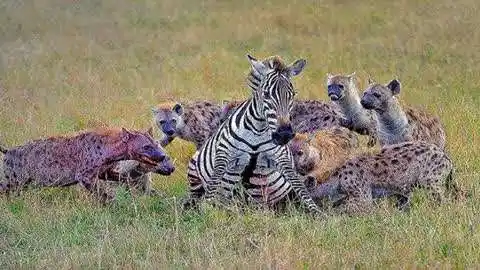 鬣狗捕杀掉队的斑马,眼看情势不妙,同伴壮胆赶来救场!