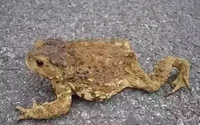 阳江人要注意了!_蟾蜍