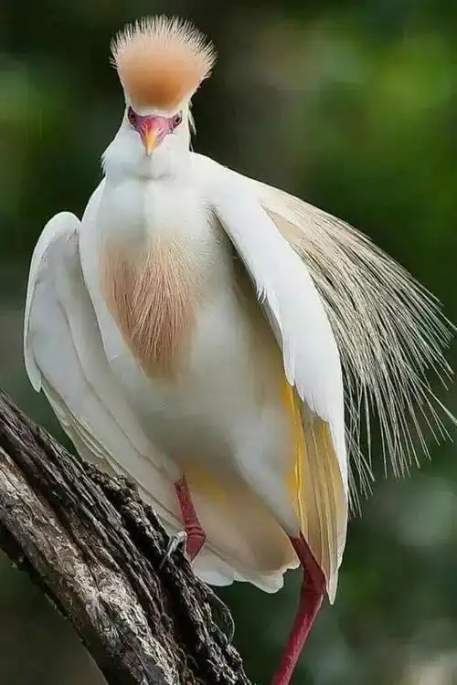 世界上最漂亮的鸟,太罕见了