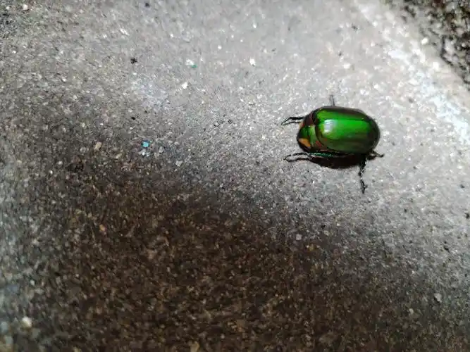 看,绿色的甲壳虫,它刚刚附在我一件绿色的t恤上,很好奇它们平时吃什么