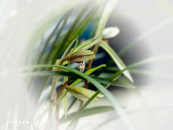 【兰花】 第 8 幅查看大图曝光:1/250 sec光圈:f5.