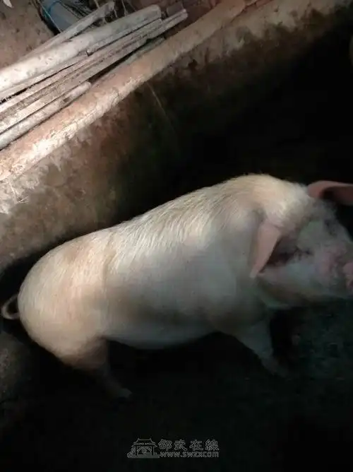 家养土猪出售,绝对吃饭菜长大-广而告之 - 网站原