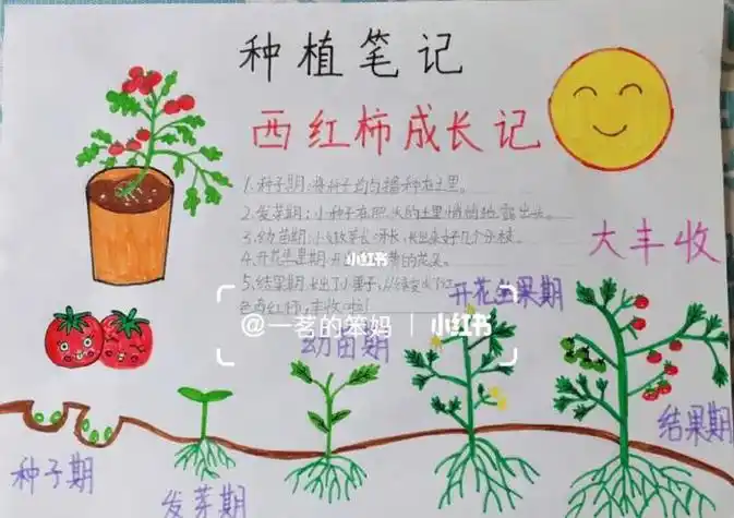 小西红柿种植成长笔记记录绘画手抄报观察记