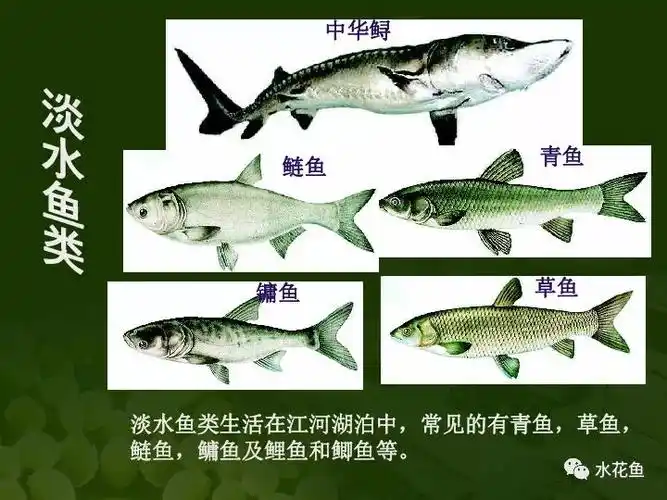 中国淡水鱼类共有1050种分属18目52科294属经济价值较高有110余种纯