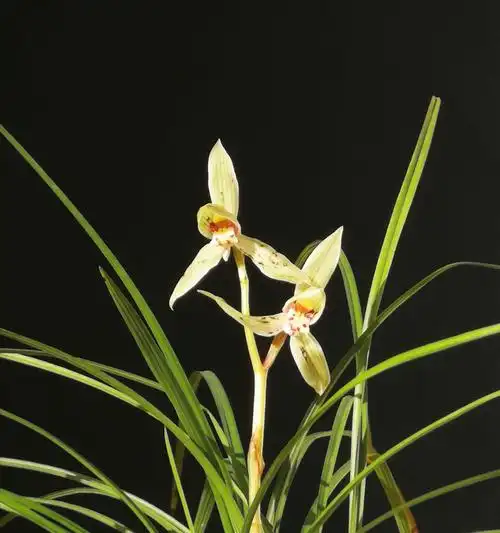 走进水花树瀑布