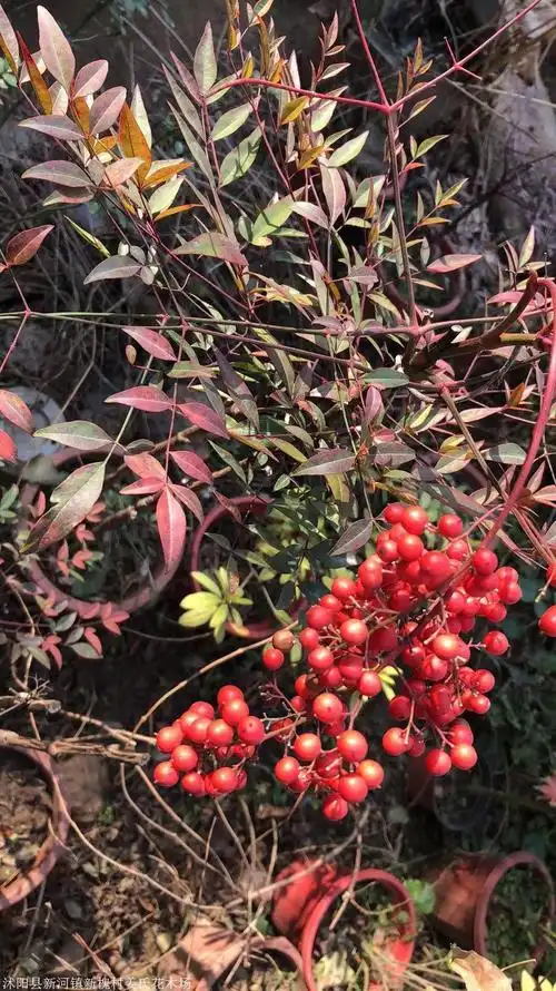 大量南天竹 兰天竺 红天竹 蓝天竺小苗及其种子快递全国