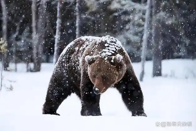 俄罗斯新年他为女友猎棕熊贺婚她手捧鲜花等来噩耗故事