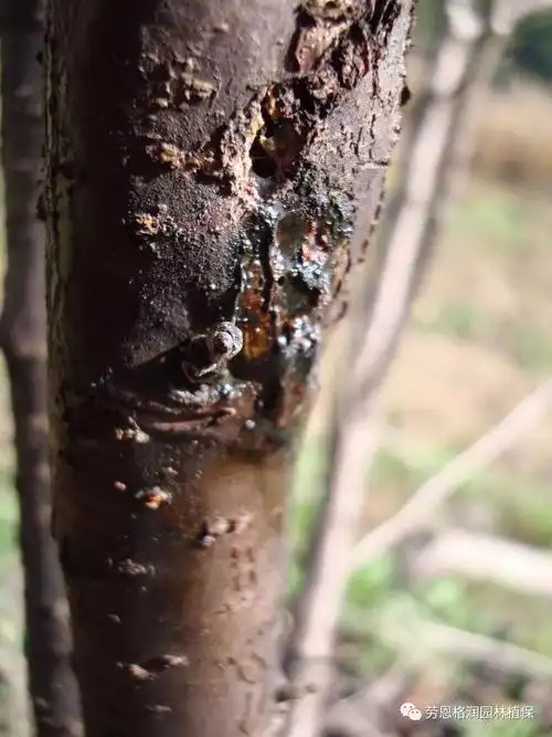 入秋植物常见病害 ‖ 腐烂病