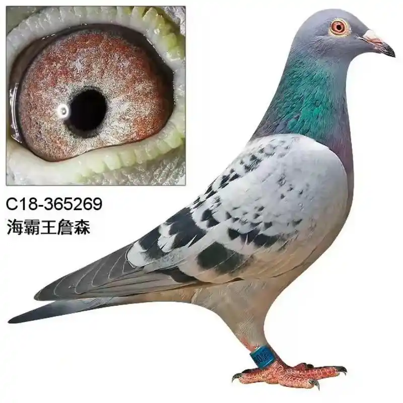 海霸王詹森原棚优质高辈分种鸽詹森断胸骨近亲回血做出 c1 - 抖音