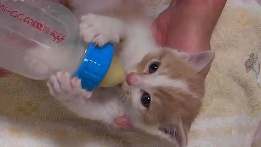 主人用奶瓶喂猫咪喝奶,猫咪竟然紧紧抱住奶瓶喝,模样简直萌翻了