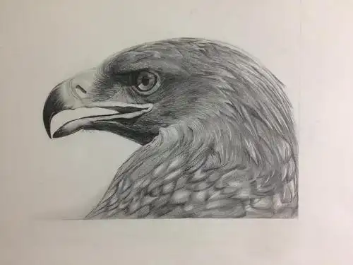 素描——鹰