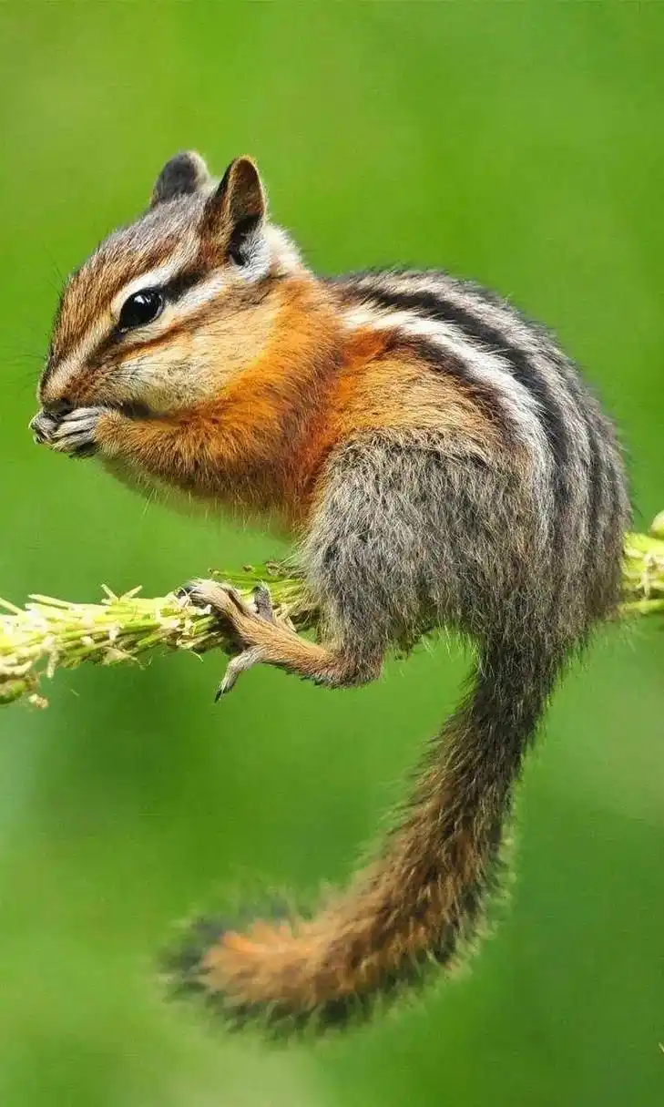 来几张可爱的小动物照片欣赏一下. - 抖音