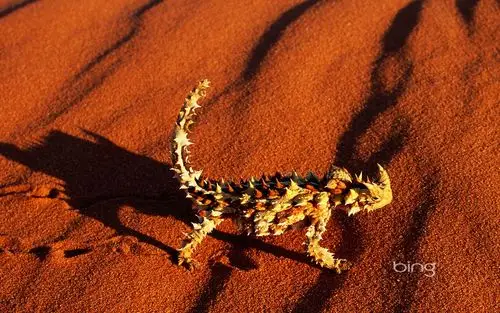 7thornydevil 1440×900 澳洲大不同:澳大利亚的旅游景点和自然奇观
