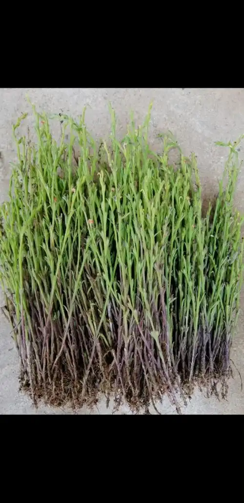 独脚金#大自然 #野草…"落红不是无情物,化作春泥更护花".