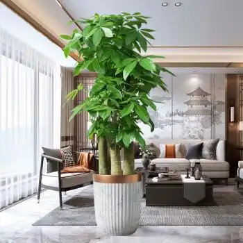麦桑荷发财树大棵三杆步步高客厅盆景办公室招财树室内大型绿植盆栽