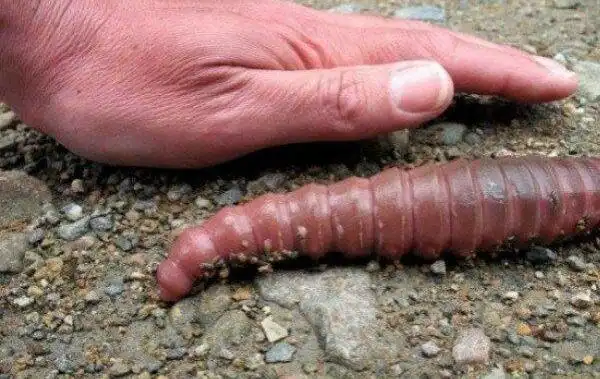 世界上最大的蚯蚓澳大利亚巨型蚯蚓长可达3米多