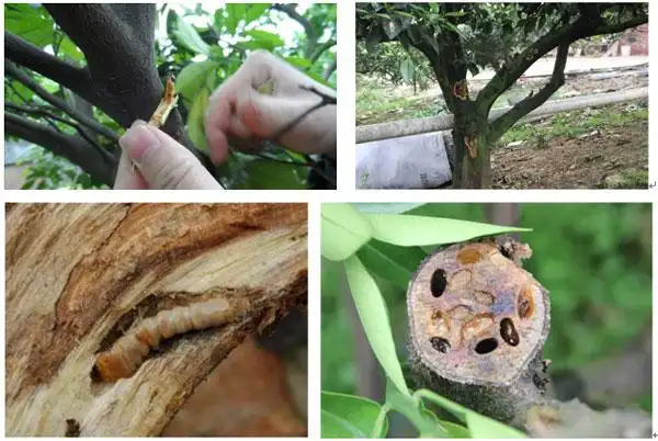 银农威—防治柑橘天牛 威力无穷 - 银农科技-做中国农药行业领军者