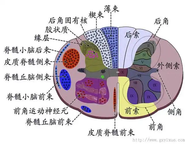脊髓内部结构.jpg