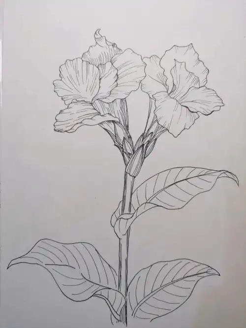 针管笔手绘临摹29美人蕉附线稿