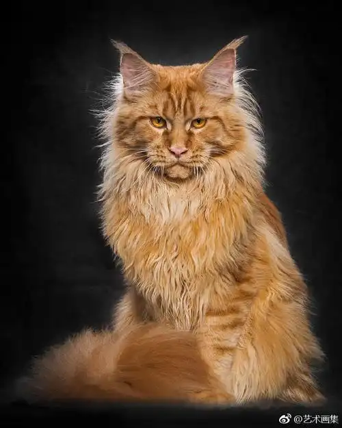 缅因猫robertsijka摄影67