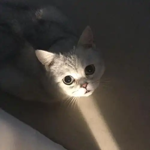 谁能拒绝一只仰头看你的小猫咪呢00