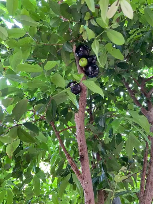 长在树枝上的嘉宝果