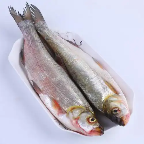 钱粮湖新鲜生态大白刁刁子鱼翘嘴鱼现杀现发白鱼淡水鱼类