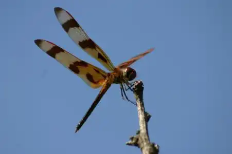 龙,飞,昆虫,蜻蜓,翅膀,大,蓝色