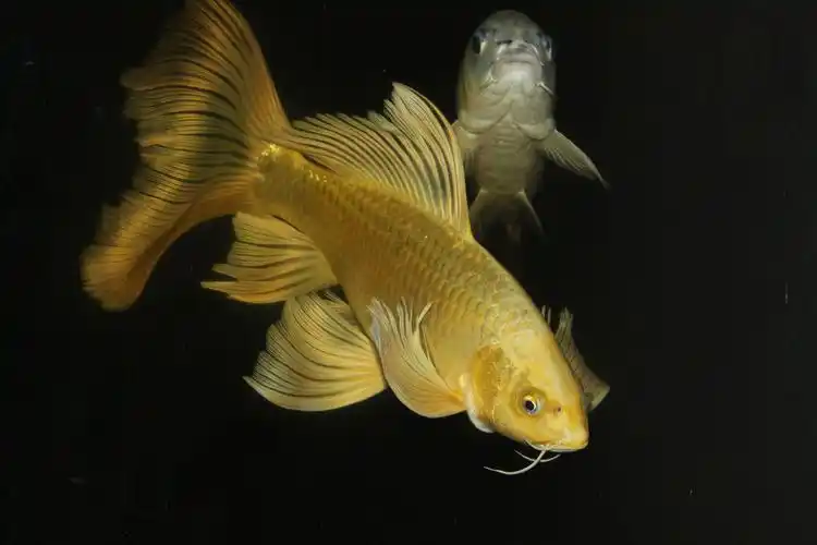 p>龙凤锦鲤属于温带性的淡水鱼,适温范围8-30℃.