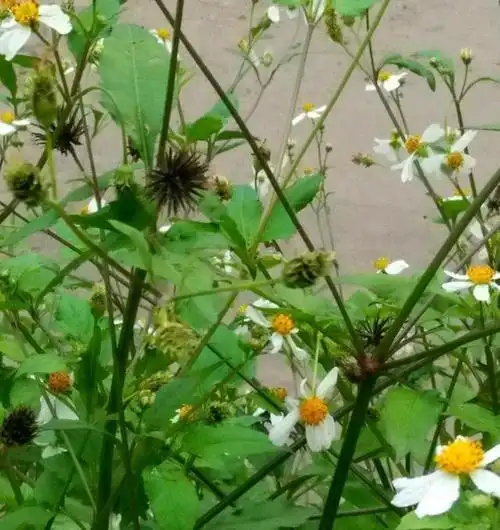 野草"鬼针草",见人扎成刺猬,农民见了就砍,殊不知它浑身是宝